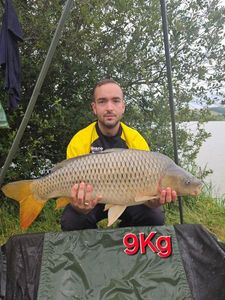 Common Carp
