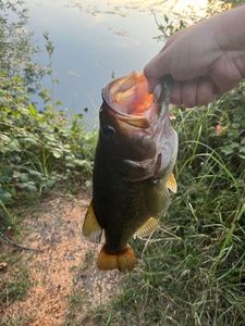 Largemouth Bass