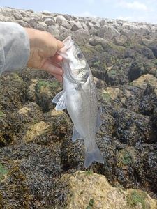 European Bass (Seabass)