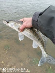 Zander