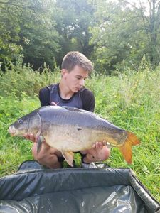 Mirror Carp