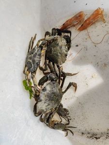 Common Shore Crab (Green Crab)