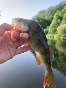 European Perch