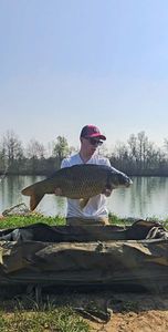 Common Carp