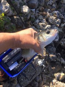 European Bass (Seabass)