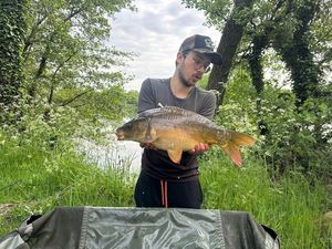 Mirror Carp