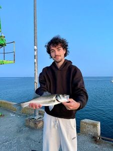 European Bass (Seabass)