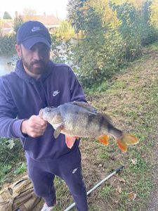 European Perch