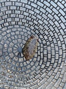 Common Cuttlefish