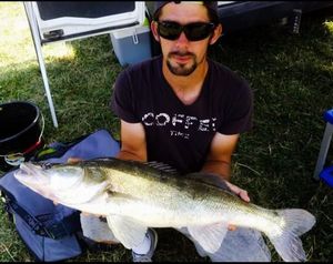 Zander