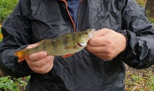 European Perch