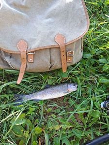 Rainbow Trout