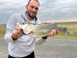 European Bass (Seabass)