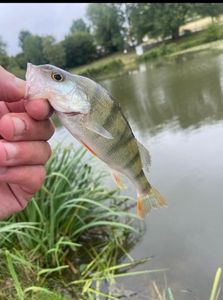 European Perch