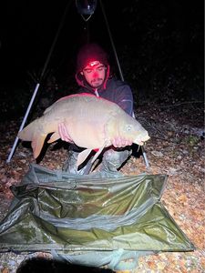 Mirror Carp