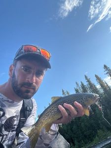 Brown Trout