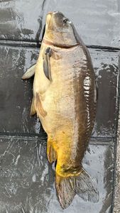 Leather Carp