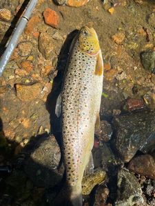 Brown Trout