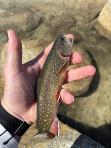 Brook Trout