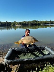 Mirror Carp