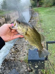 Largemouth Bass