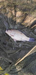 Crucian Carp