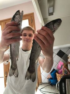 Rainbow Trout