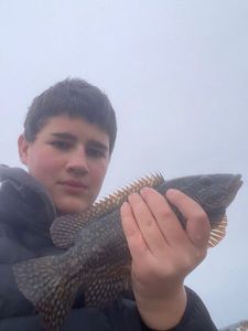 Ballan Wrasse