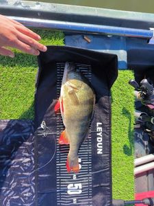 European Perch
