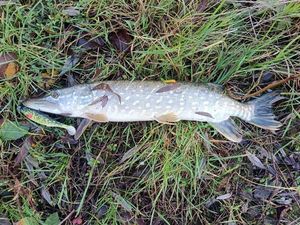 Northern Pike