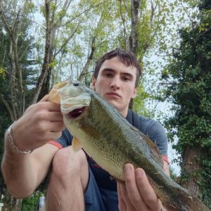 Largemouth Bass