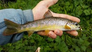 Brown Trout