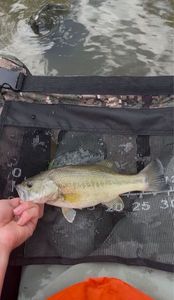 Largemouth Bass