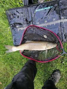 Grass Carp