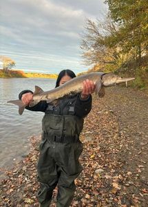 Sturgeon