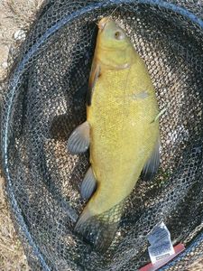 Tench