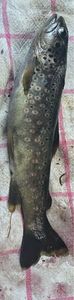 Brown Trout