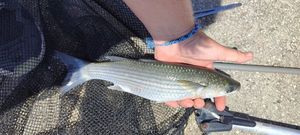 Thicklip Grey Mullet