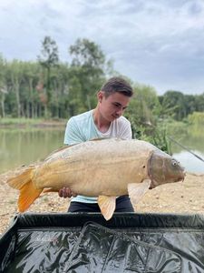 Mirror Carp