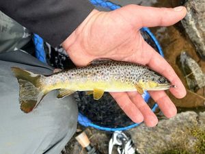 Brown Trout