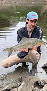 Silver Redhorse