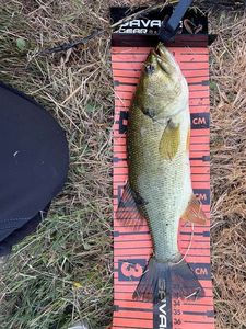 Largemouth Bass