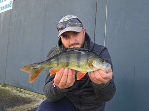 European Perch