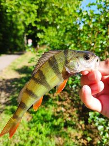 European Perch