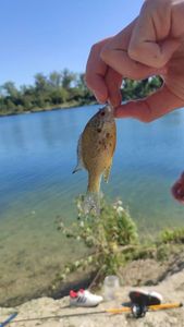 Green Sunfish