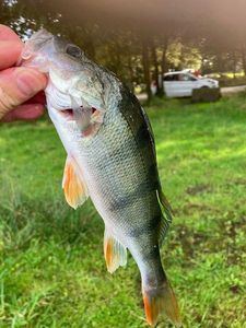 European Perch
