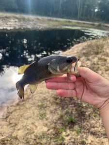 Largemouth Bass