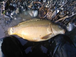 Leather Carp