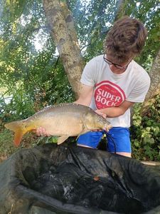Mirror Carp