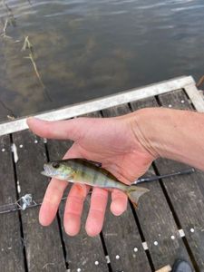 European Perch